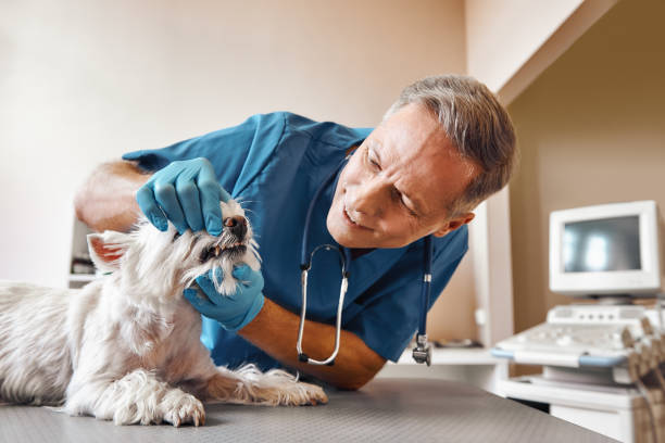 Best Emergency Denture Repair in Callaway, FL
